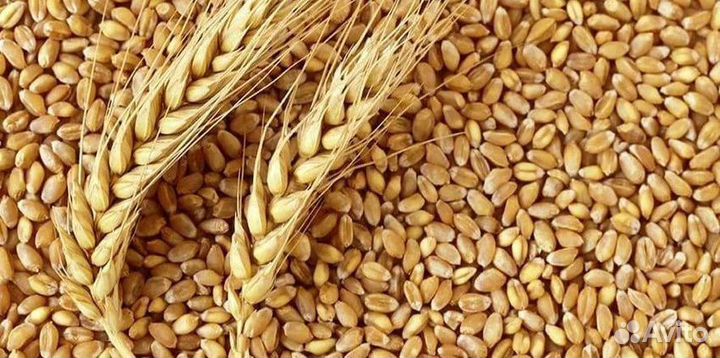 Пшеница
