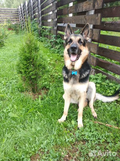 Кобель вео. Вязка