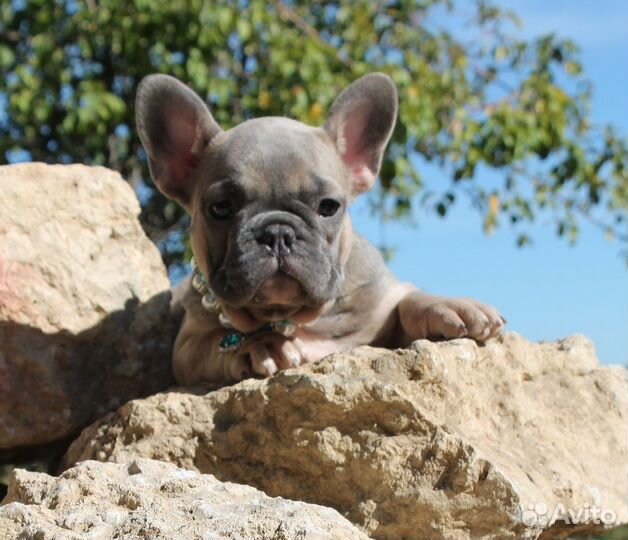 Французский бульдог щенки