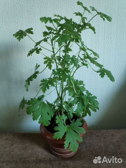 Пеларгония герань