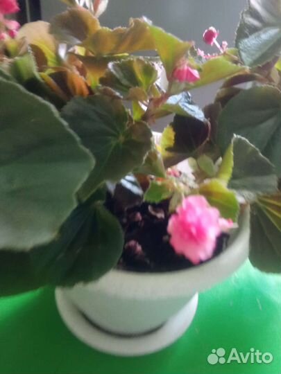 Бегония вечноцветущая махровая