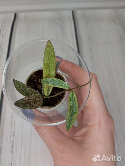 Хойя сигилатис альбомаргината, Вибелла