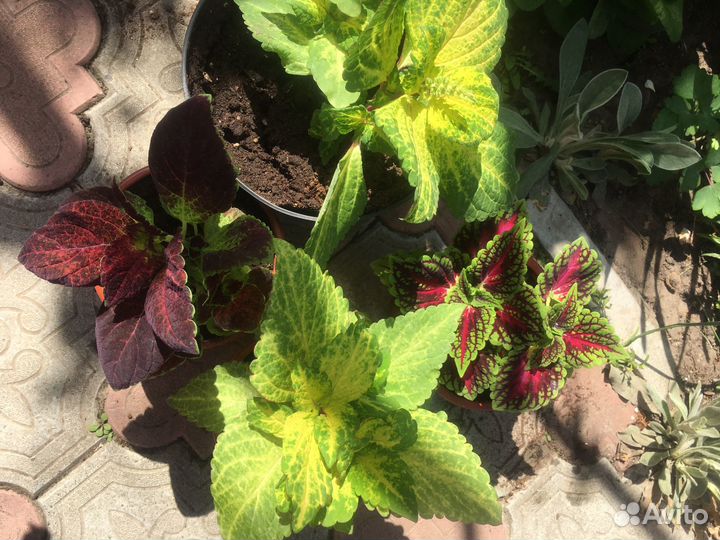 Папоротник и другие Садовые растения