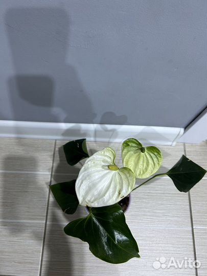 Антуриум кокос