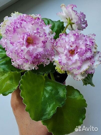 Фиалки цветущие