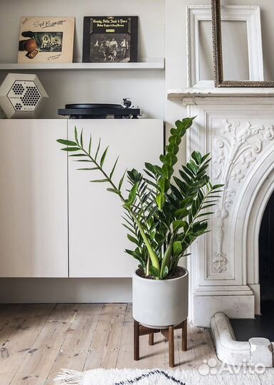 Замиокулькас комнатное растение, высота 50см