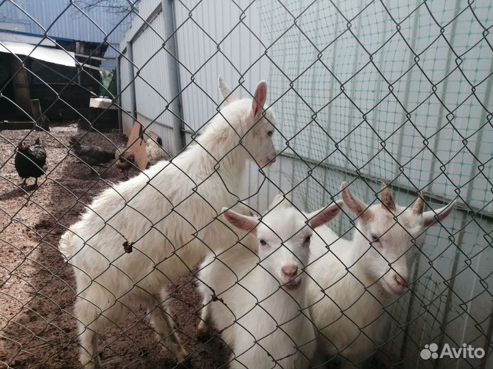 Зааненские козлята