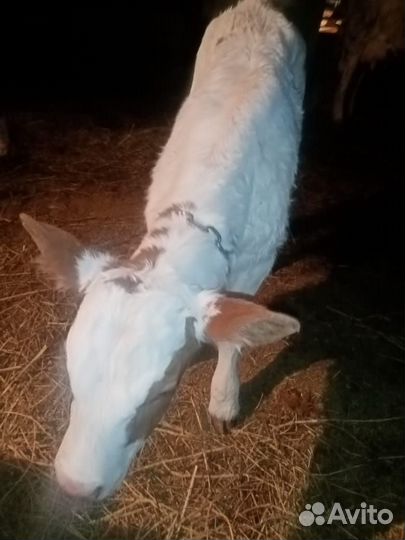 Продам телятину