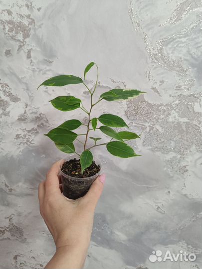 Фикус бенджамина Голден Кинг