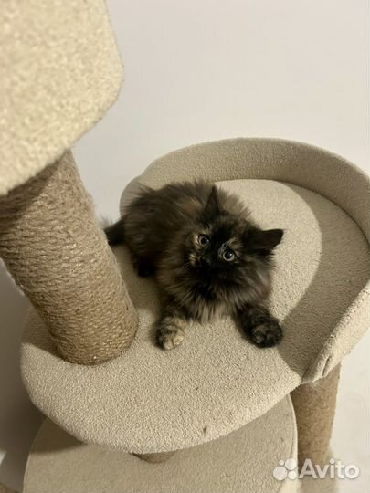 Сибирская черепаха