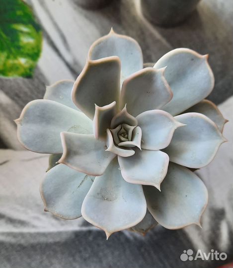 Суккуленты