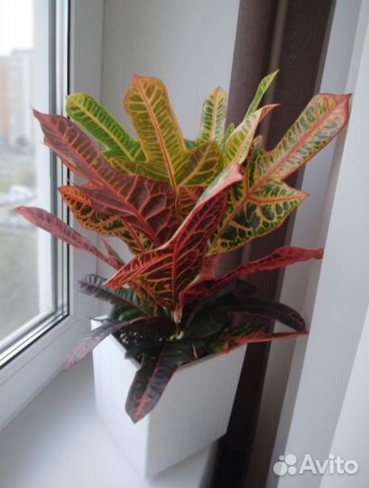 Кодиеум (кротон)