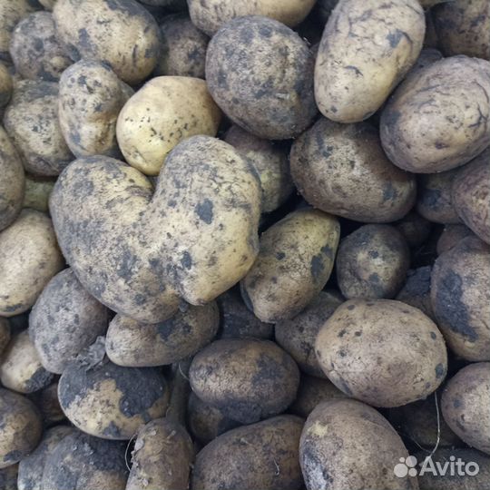 Картофель с доставкой