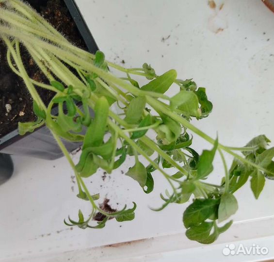 Домашние овощи, зимний огород, для подоконника