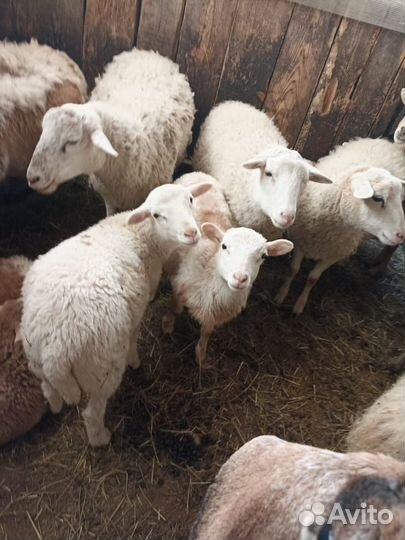 Катумские ягнята