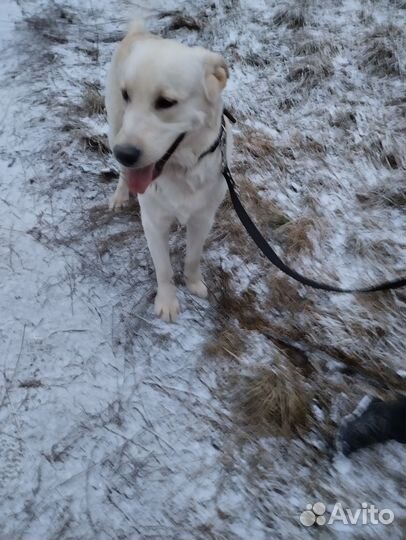 Лабладор в добрые руки
