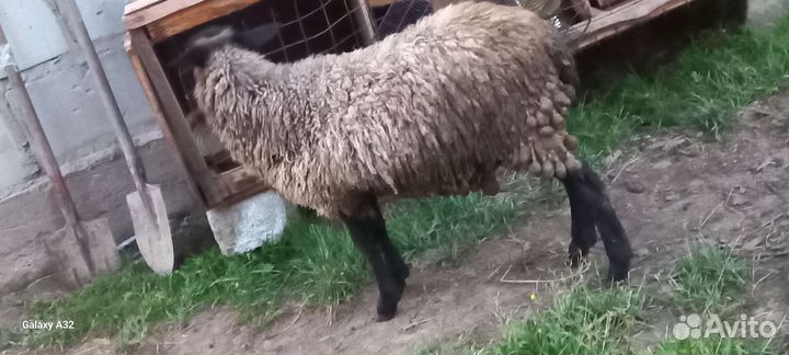 Овцы бараны