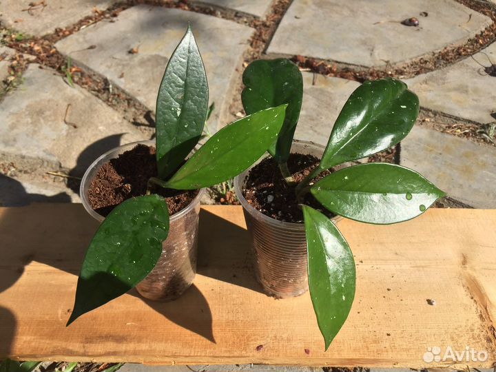 Хойя карноза