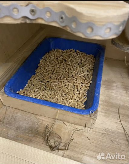 Продам шиншиллу