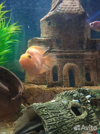 Аквариум с рыбками