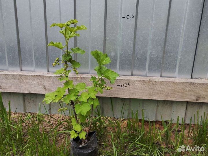 Смородина красная