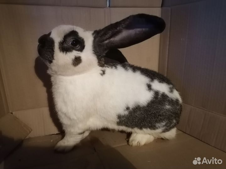 Рабочий Крол