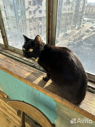 Кошка в дар