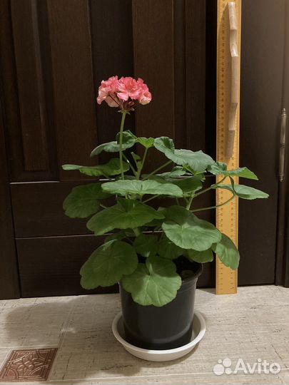 Герань пеларгония