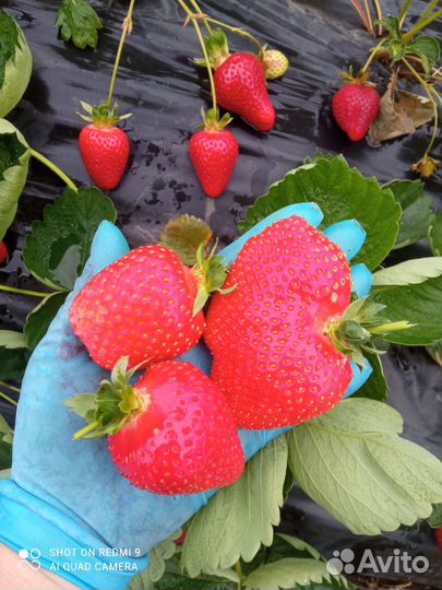Рассада клубники азия, копанка