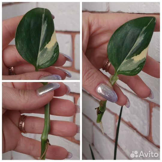 Филодендроны сортовые