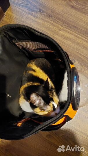 Переноска для кошек и собак. рюкзак