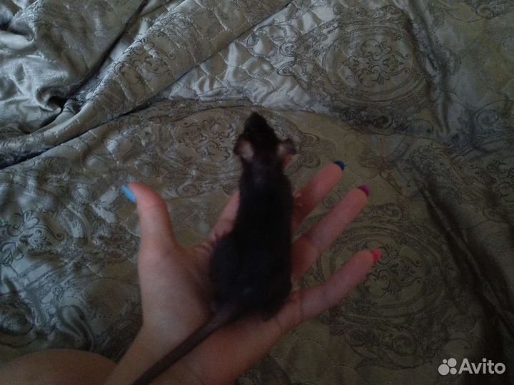 Декоративная крыса