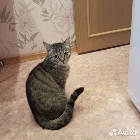 Сибирская кошка