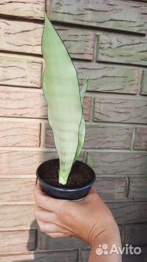 Сансевиерия муншайн, лауренти