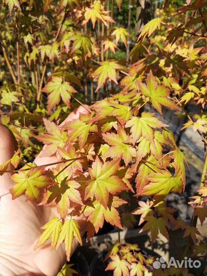 Клен веерный