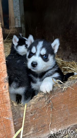 Сибирский хаски