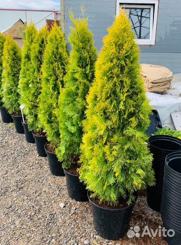 Туя западная Голден Смарагд/ Саженцы Туи купить в Санкт-Петербурге ...