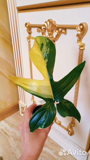 Филодендрон вариегатный Магическая Маска