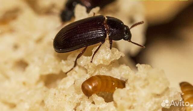 Жук знахарь