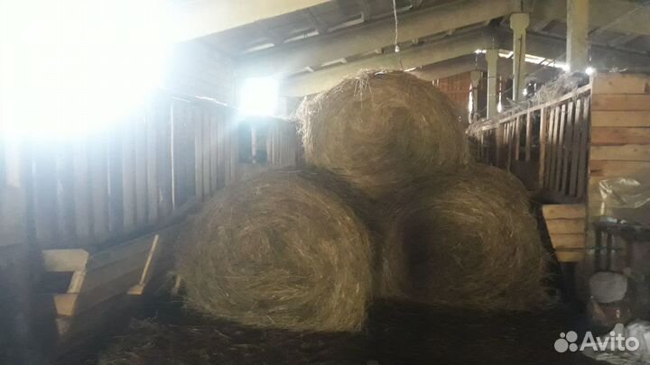 Продам сено (сеянные травы) в рулонах свежий укос
