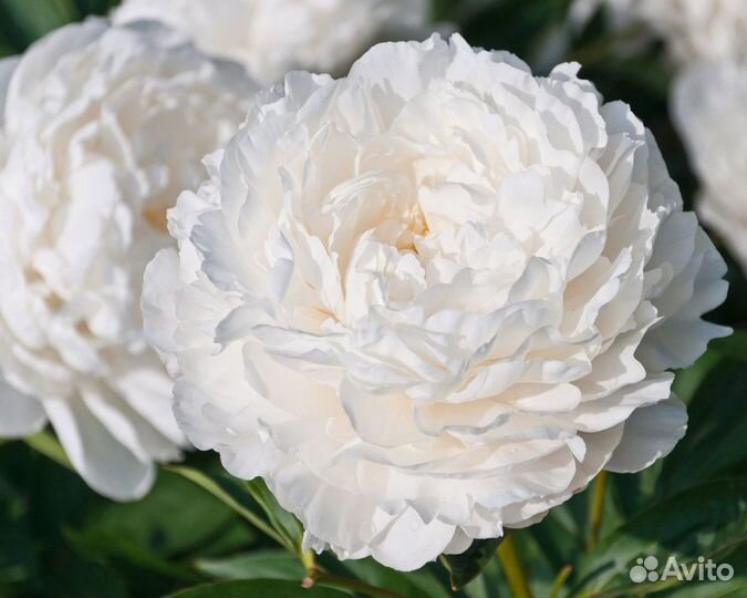 Пионы Доставка пионов букет пионов