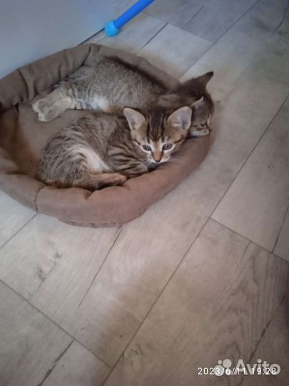 Котята отдам бесплатно