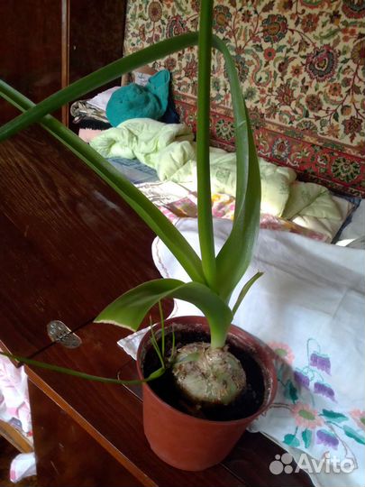 Индийский лук лечебный