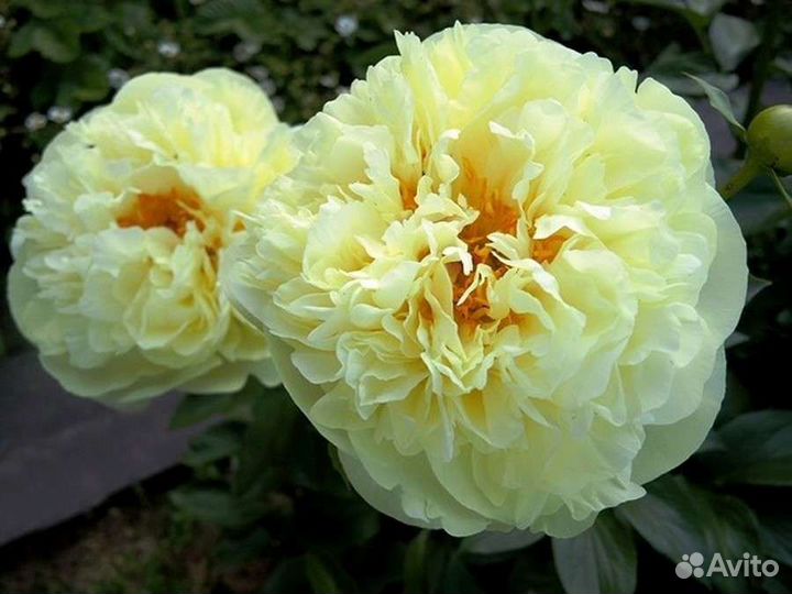 Пион лимон шифон