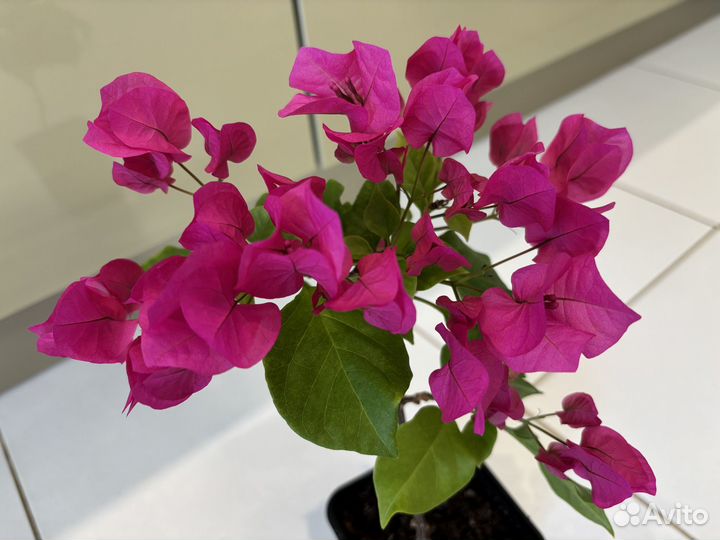 Бугенвиллия