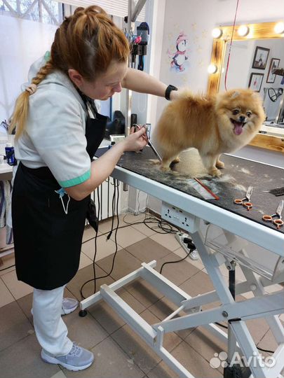 Обучение грумингу. Мастер-классы