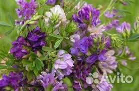 Семена люцерны