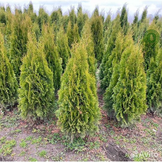 Туя смарагд с доставкой
