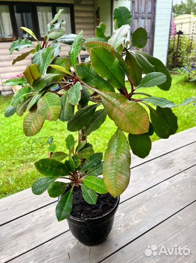 Молочай беложилковый