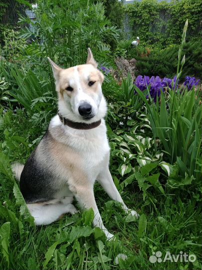 Собака в дар в добрые руки